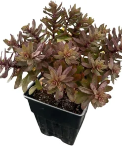 Jade Tuffet Sedum Live Plant - Quart Pot - Pink Flowers, Deer Resistant, Zones 3-9 - Image 4