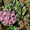 Jade Tuffet Sedum Live Plant - Quart Pot - Pink Flowers, Deer Resistant, Zones 3-9 - Image 1
