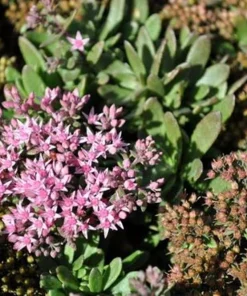 Jade Tuffet Sedum Live Plant - Quart Pot - Pink Flowers, Deer Resistant, Zones 3-9 - Image 1