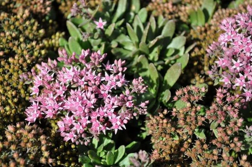 Jade Tuffet Sedum Live Plant - Quart Pot - Pink Flowers, Deer Resistant, Zones 3-9 - Image 1