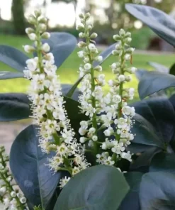 Jade Turtle Cherry Laurel Live Plant - 4
