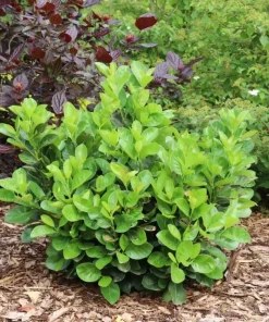 Jade Turtle Cherry Laurel Live Plant - 4