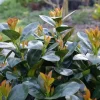 Jade Turtle Cherry Laurel Live Plant - 4" Pot - Prunus Laurocerasus Shrub - Image 1
