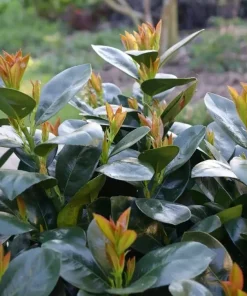 Jade Turtle Cherry Laurel Live Plant - 4