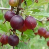 Jahns Prairie Gooseberry Bush - Live Plant - 2.5" Pot - Fruit Shrub - Image 1