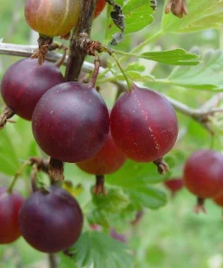 Jahns Prairie Gooseberry Bush - Live Plant - 2.5" Pot - Fruit Shrub - Image 1