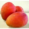 Jakarta Mango in 3 gallons, grafted, No Ship to CA and HI - Image 1