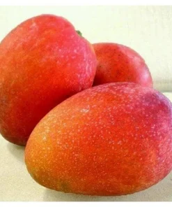 Jakarta Mango in 3 gallons, grafted, No Ship to CA and HI - Image 1