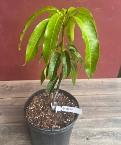 Jakarta Mango in 3 gallons, grafted, No Ship to CA and HI - Image 2