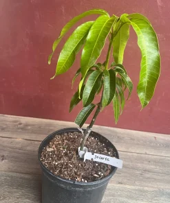 Jakarta Mango in 3 gallons, grafted, No Ship to CA and HI - Image 3