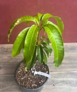 Jakarta Mango in 3 gallons, grafted, No Ship to CA and HI - Image 4