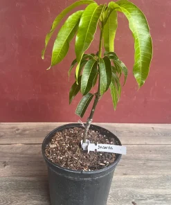 Jakarta Mango in 3 gallons, grafted, No Ship to CA and HI - Image 5