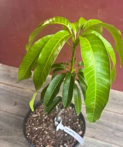 Jakarta Mango in 3 gallons, grafted, No Ship to CA and HI - Image 6