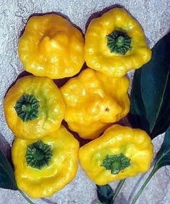 Jamaican Hot Yellow Scotch Bonnet Pepper Seeds - 20 Seeds Pack for Planting - Image 1