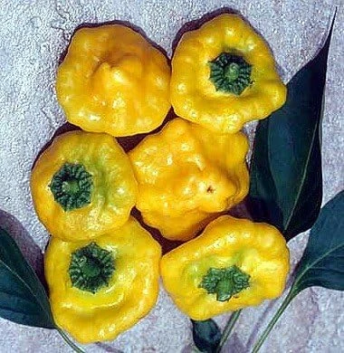 Jamaican Hot Yellow Scotch Bonnet Pepper Seeds - 20 Seeds Pack for Planting - Image 1