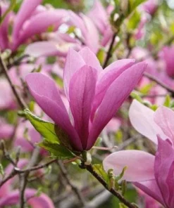 Jane Magnolia Live Plant - 12-18