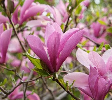 Jane Magnolia Live Plant - 12-18" Shrub in 1 Gallon Pot, Outdoor - Image 2