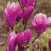 Jane Magnolia Live Plant - 12-18" Shrub in 1 Gallon Pot, Outdoor - Image 1