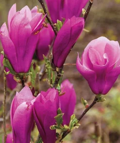 Jane Magnolia Live Plant - 12-18