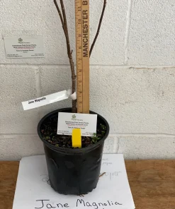 Jane Magnolia Live Plant - 12-18