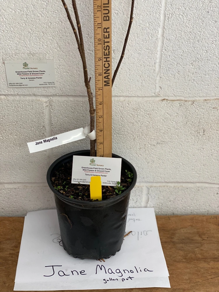 Jane Magnolia Live Plant - 12-18" Shrub in 1 Gallon Pot, Outdoor - Image 3