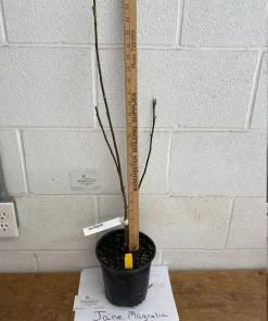 Jane Magnolia Live Plant - 12-18