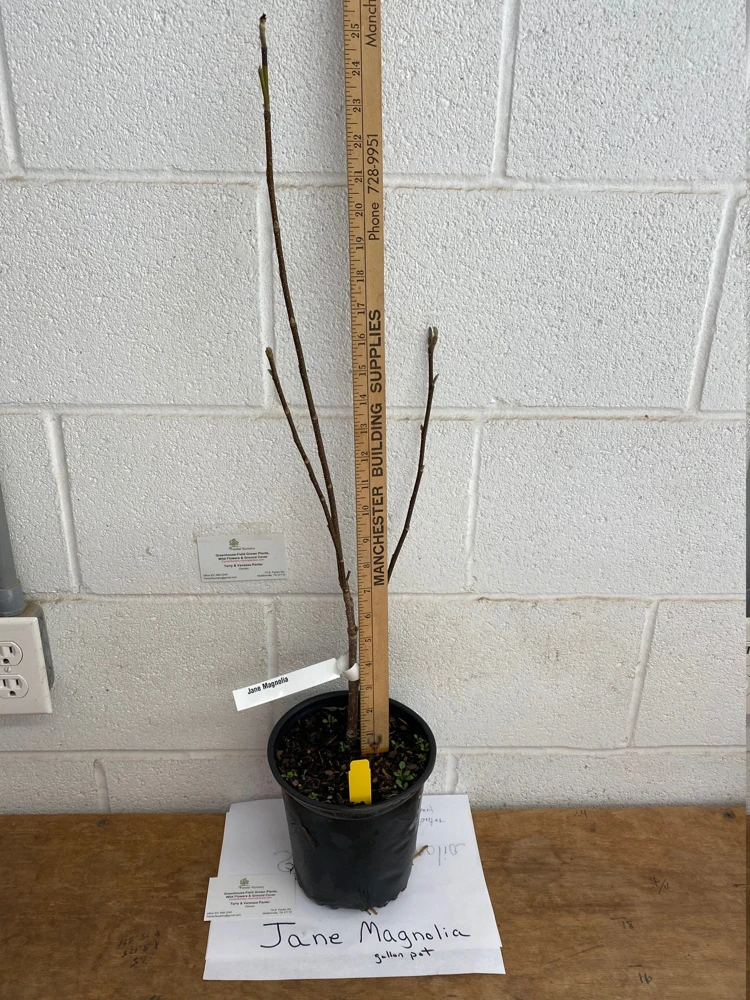 Jane Magnolia Live Plant - 12-18" Shrub in 1 Gallon Pot, Outdoor - Image 4