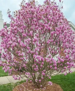 Jane Magnolia Live Plant - 12-18