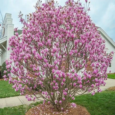Jane Magnolia Live Plant - 12-18" Shrub in 1 Gallon Pot, Outdoor - Image 5