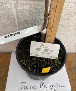 Jane Magnolia Live Plant - 12-18