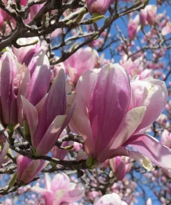 Jane Magnolia Live Plant – 2.5 inch Pot – 6-12 inch Tall – Purple Blooms - Image 2