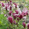 Jane Magnolia Live Plant – 2.5 inch Pot – 6-12 inch Tall – Purple Blooms - Image 1