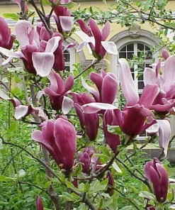Jane Magnolia Live Plant – 2.5 inch Pot – 6-12 inch Tall – Purple Blooms - Image 1