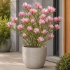 Jane Magnolia Live Plant - Pink Fragrant Bush, 5-10 Inch Tall, 2.5 Inch Pot - Image 1
