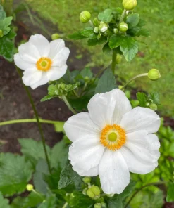 Japanese Anemone Live Plant – White Flowers, Perennial, Deer Resistant, 2 Pack - Image 2