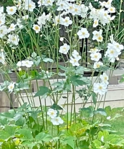 Japanese Anemone Live Plant – White Flowers, Perennial, Deer Resistant, 2 Pack - Image 3