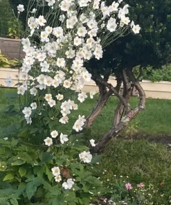 Japanese Anemone Live Plant – White Flowers, Perennial, Deer Resistant, 2 Pack - Image 5
