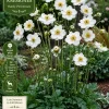 Japanese Anemone Live Plant – White Flowers, Perennial, Deer Resistant, 2 Pack - Image 1