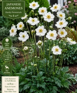 Japanese Anemone Live Plant – White Flowers, Perennial, Deer Resistant, 2 Pack - Image 1