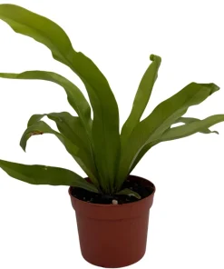 Japanese Bird's Nest Fern Live Plant – 2.5" Pot – Asplenium – Easy Care Indoor - Image 2