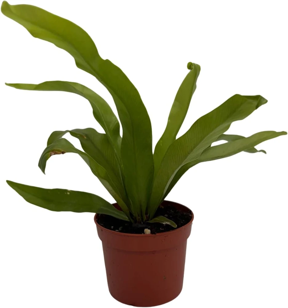 Japanese Bird's Nest Fern Live Plant – 2.5" Pot – Asplenium – Easy Care Indoor - Image 2