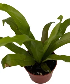 Japanese Bird's Nest Fern Live Plant – 2.5
