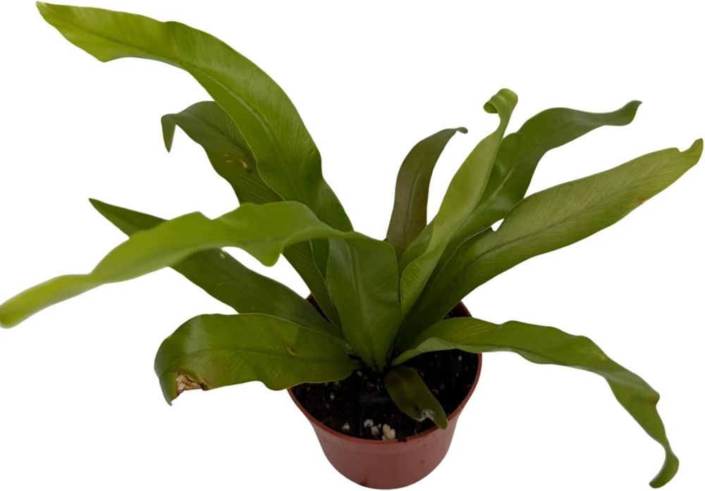 Japanese Bird's Nest Fern Live Plant – 2.5" Pot – Asplenium – Easy Care Indoor - Image 3