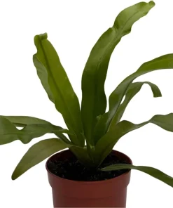 Japanese Bird's Nest Fern Live Plant – 2.5