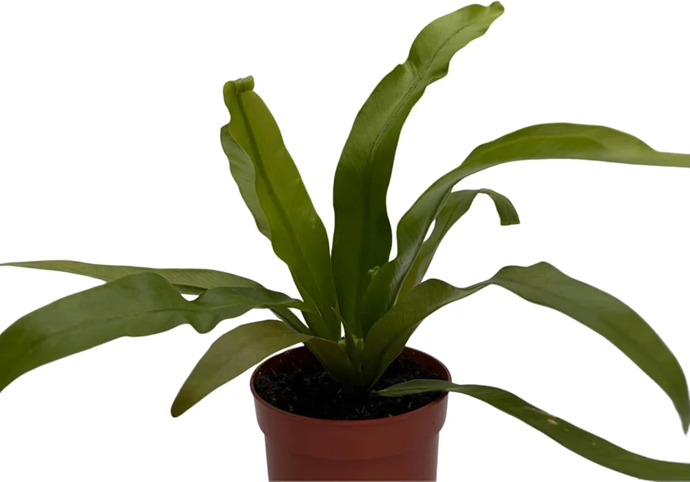 Japanese Bird's Nest Fern Live Plant – 2.5" Pot – Asplenium – Easy Care Indoor - Image 4