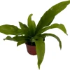 Japanese Bird's Nest Fern Live Plant – 2.5" Pot – Asplenium – Easy Care Indoor - Image 1