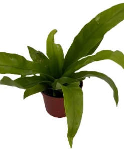 Japanese Bird's Nest Fern Live Plant – 2.5