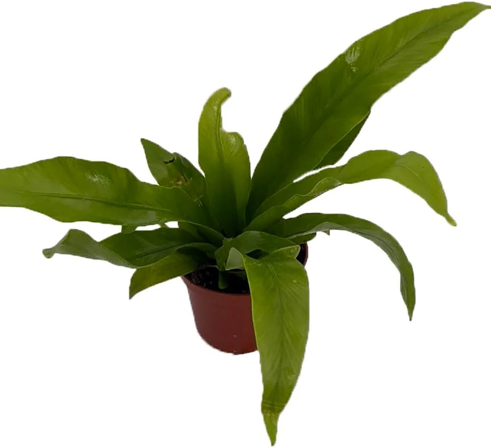 Japanese Bird's Nest Fern Live Plant – 2.5" Pot – Asplenium – Easy Care Indoor - Image 1