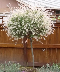 Japanese Dappled Nishiki Willow Live Plant – 4 inch Pot – Variegated Shrub – Zones 4-9 - Image 2