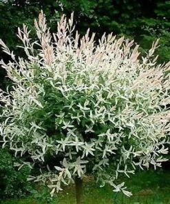 Japanese Dappled Nishiki Willow Live Plant – 4 inch Pot – Variegated Shrub – Zones 4-9 - Image 3